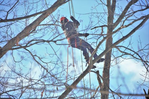 Trädfällning i Kungsbacka | Rygga trädfällning | Arborist i Kungsbacka