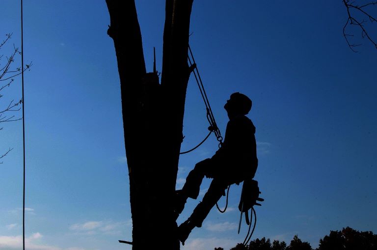 Trädfällning i Kungsbacka | Rygga trädfällning | Arborist i Kungsbacka