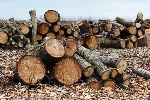 Bortforsling av grenar och stockar efter trädfällning