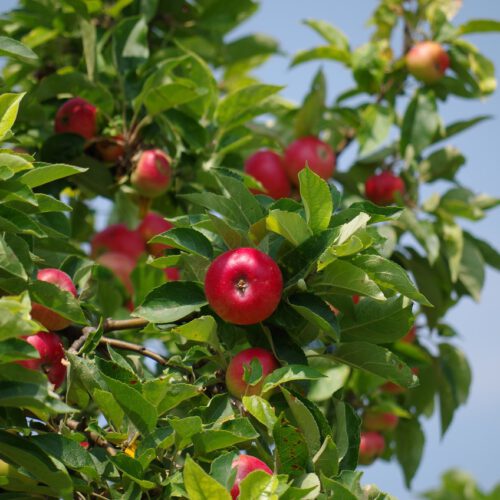 Fruktträd beskärning Kungsbacka