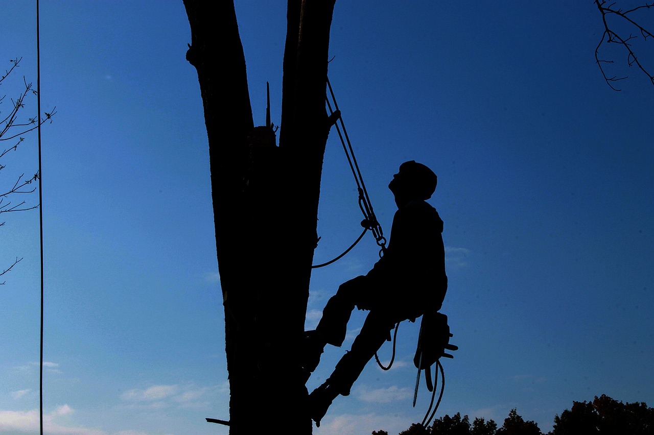 Arborist Kungsbacka