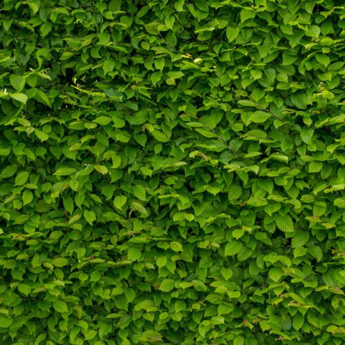 Häck i trädgård stor Häckklippning Kungsbacka | Rygga trädfällning | Arborist i Kungsbacka